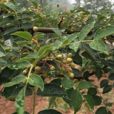 花椒苗大红袍麻椒庭院种植占地用南北方种植