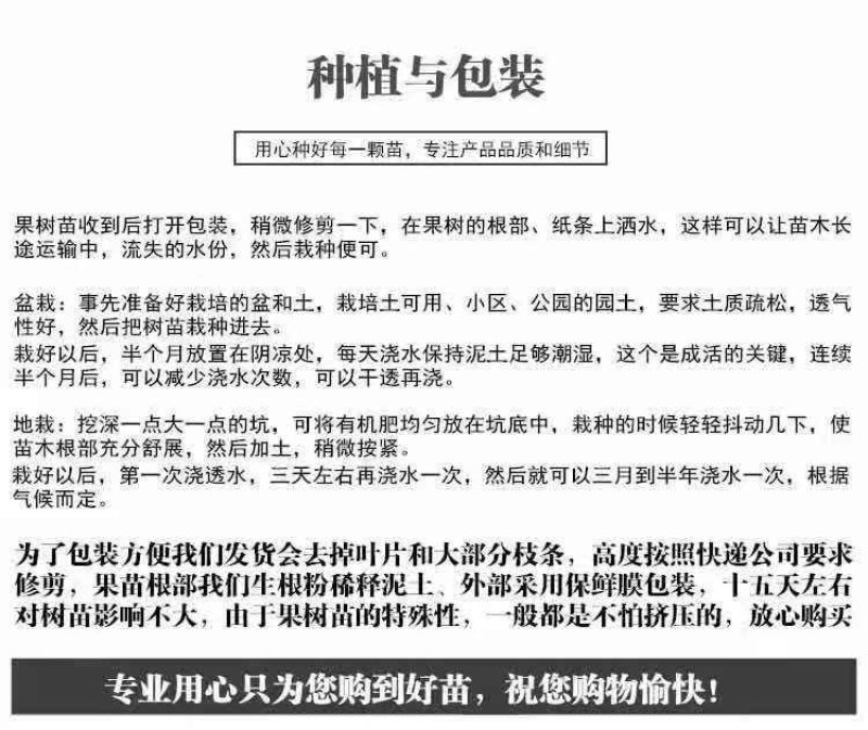 花椒苗大红袍麻椒庭院种植占地用南北方种植