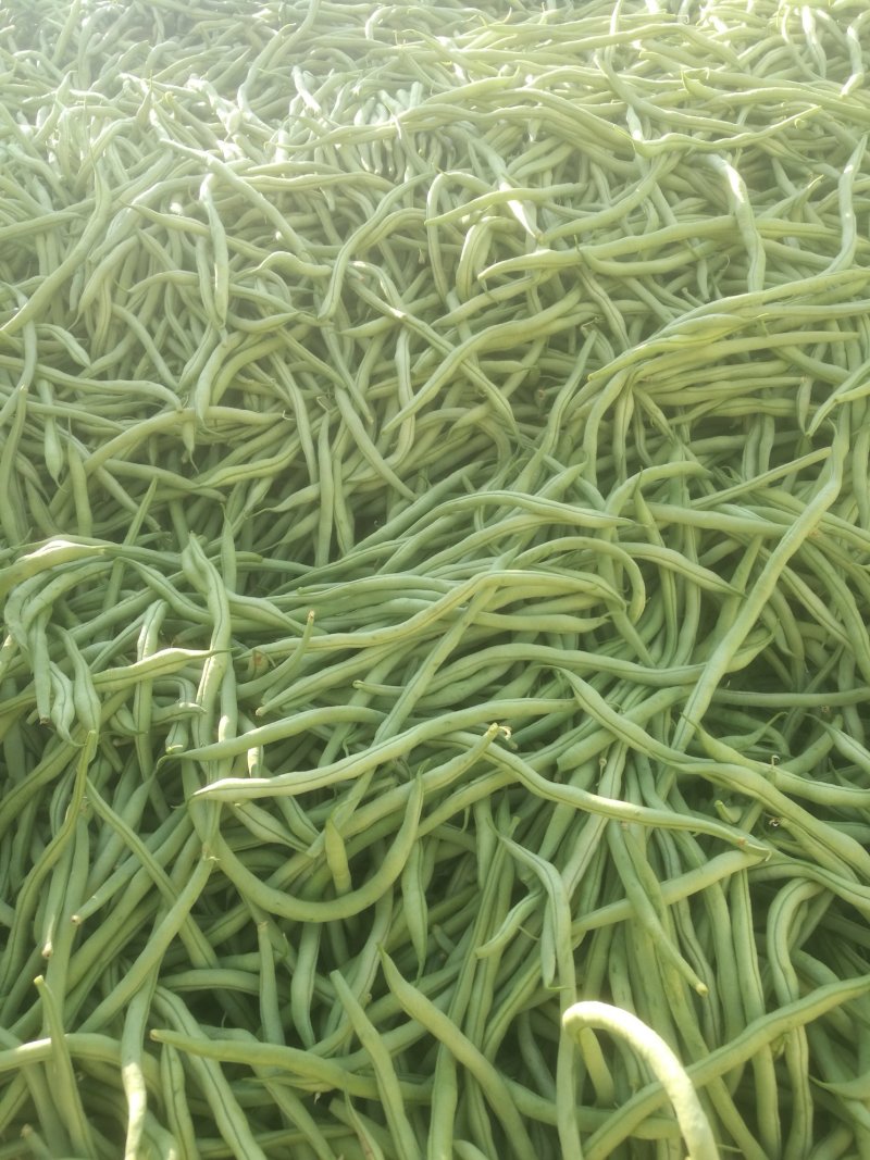 无筋豆