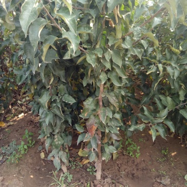 河北省秦皇岛市昌黎县短枝富士苹果苗小海果蔬苗木销售中心