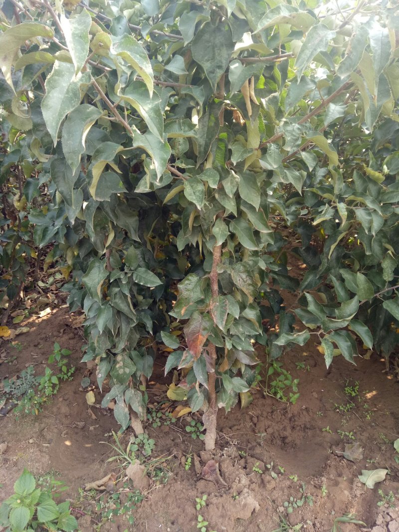 河北省秦皇岛市昌黎县短枝富士苹果苗小海果蔬苗木销售中心