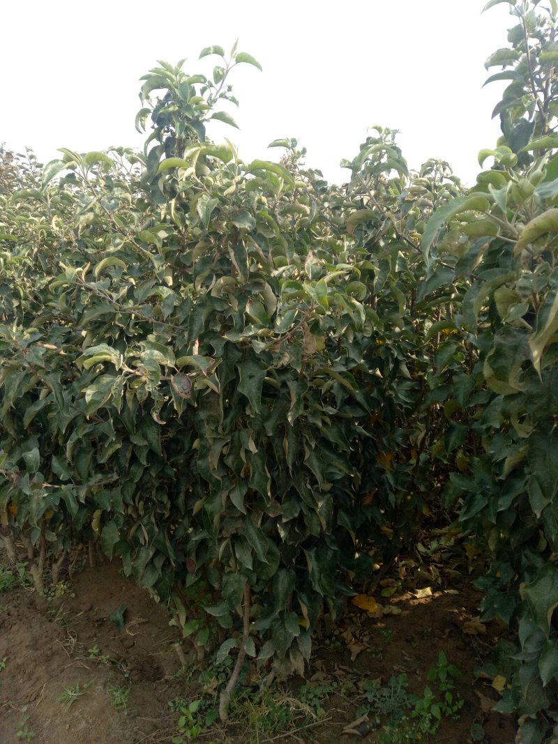 河北省秦皇岛市昌黎县短枝富士苹果苗小海果蔬苗木销售中心