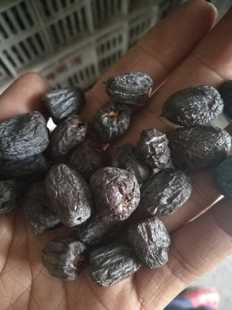 黑枣君迁子