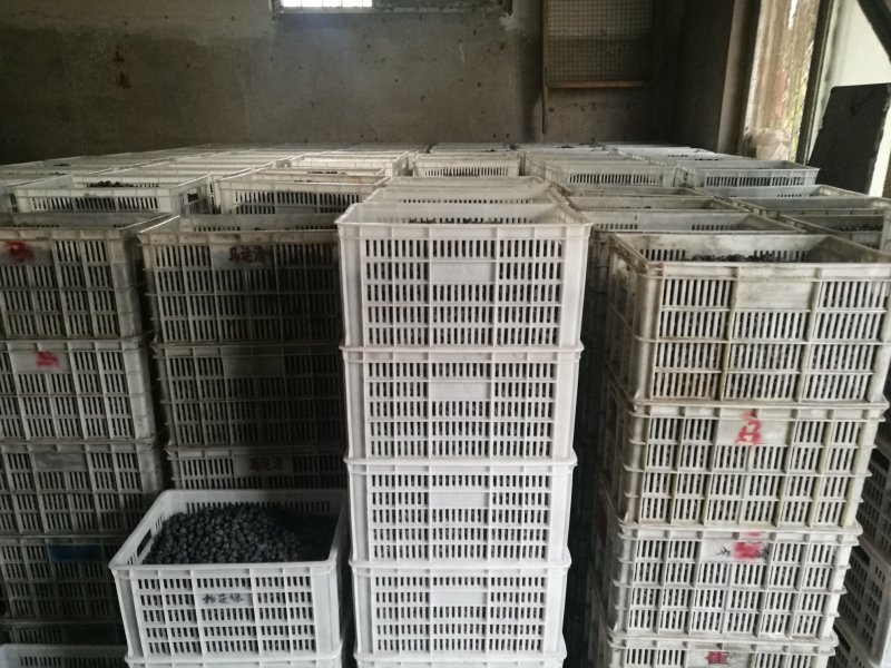 黑枣君迁子