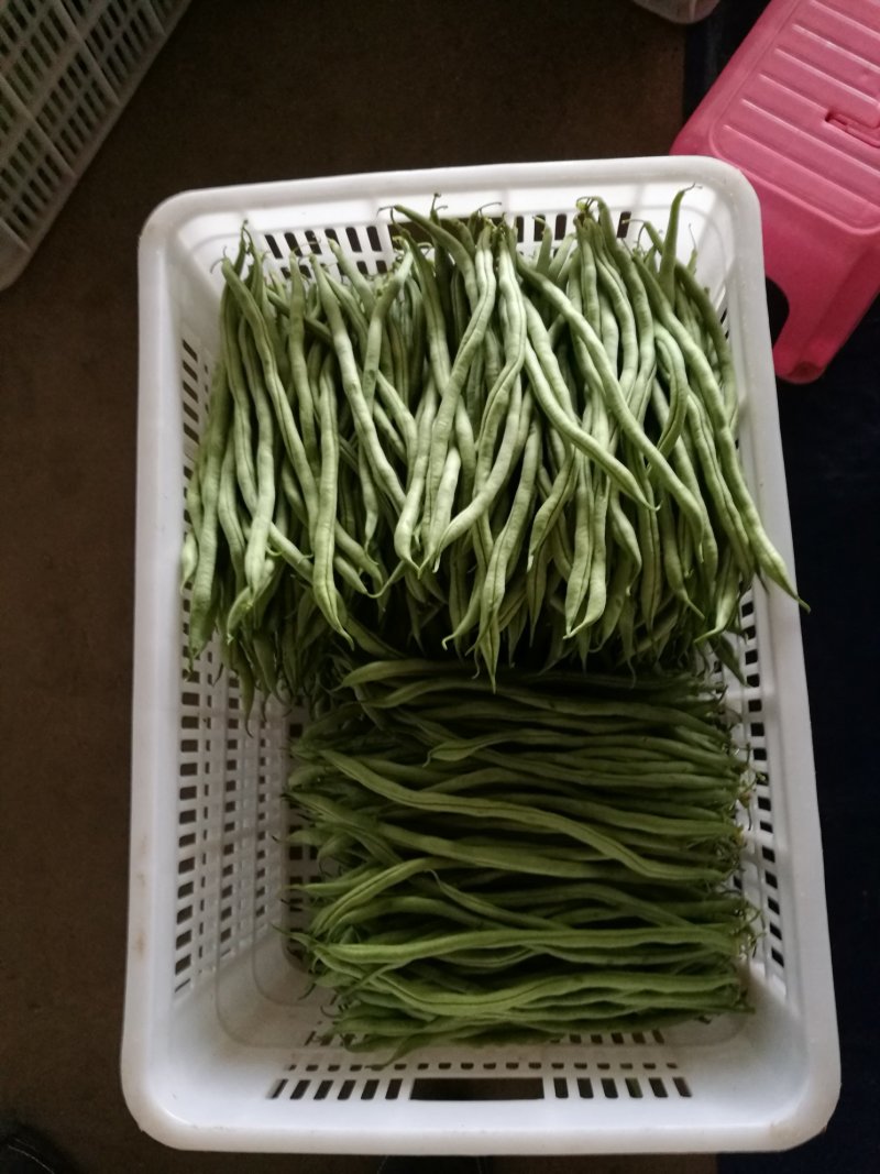 无筋豆