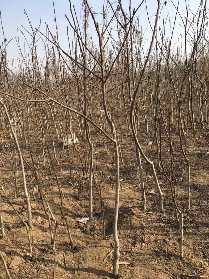 果树苗核桃苗薄皮核桃树苗8518纸皮核桃苗地栽核桃苗当年