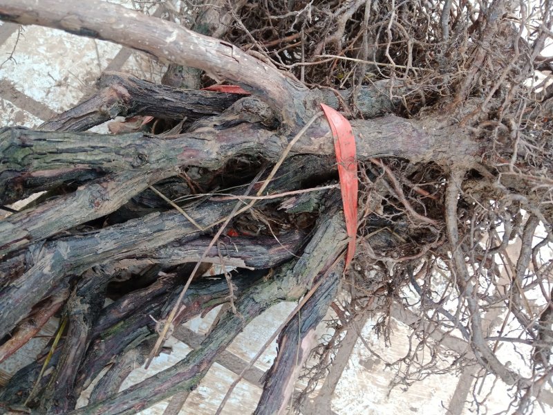 巨峰葡萄树苗，当年结果树，现挖现发。保湿发货