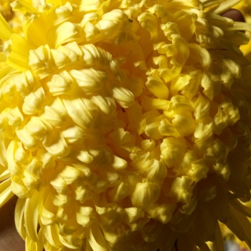 菊花种苗