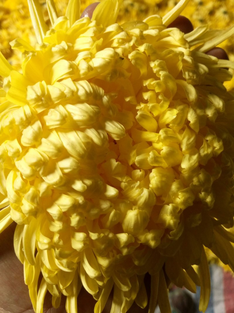 菊花种苗