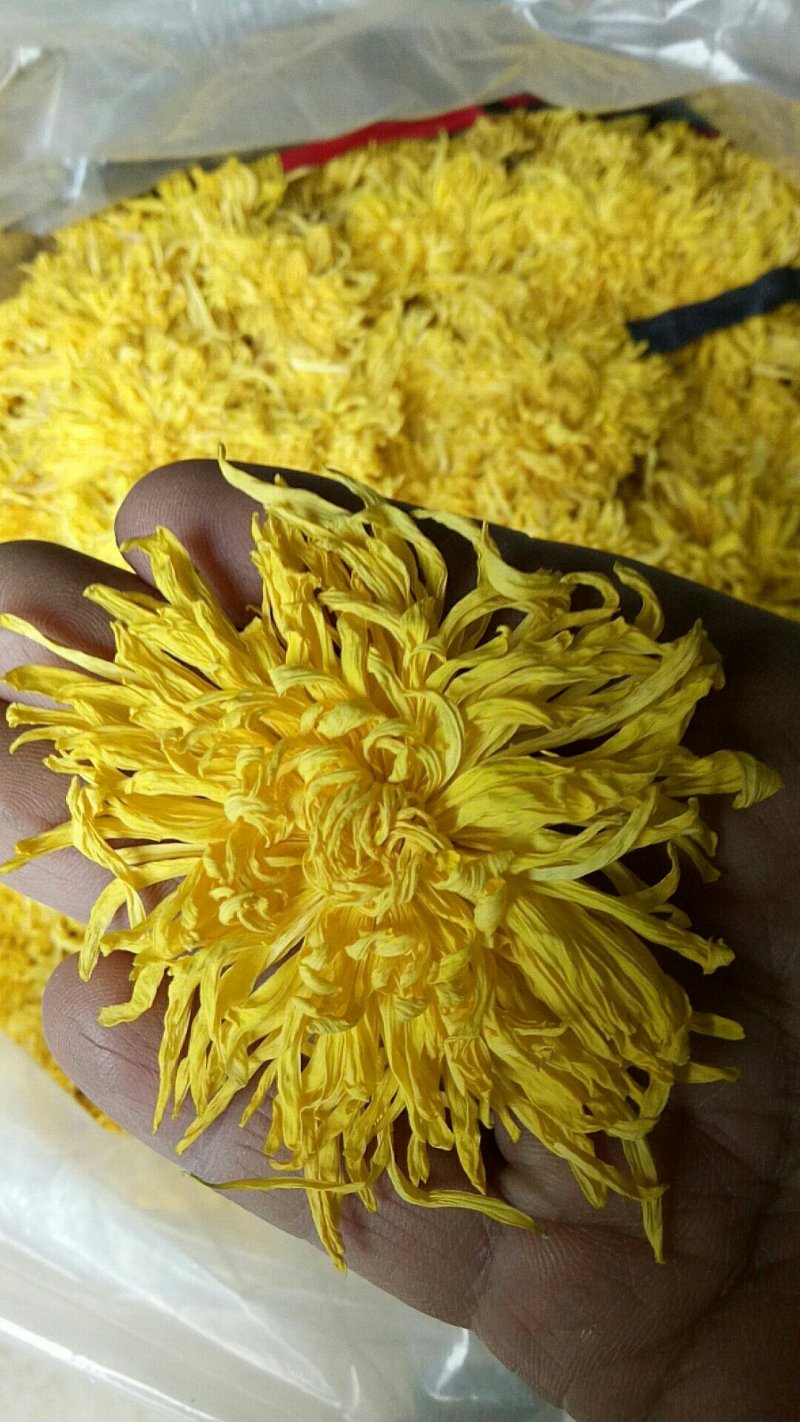 菊花种苗