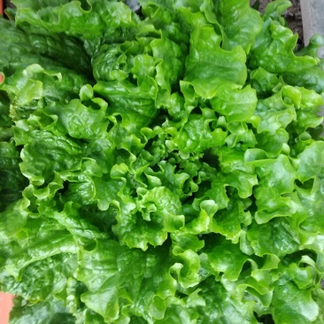 精品绿叶生菜颗行好价格优