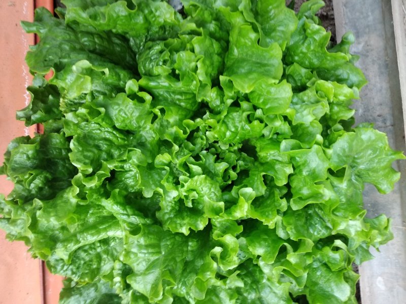 精品绿叶生菜颗行好价格优