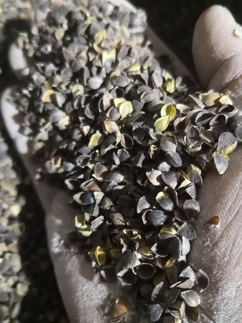 荞麦皮荞麦壳可以枕芯