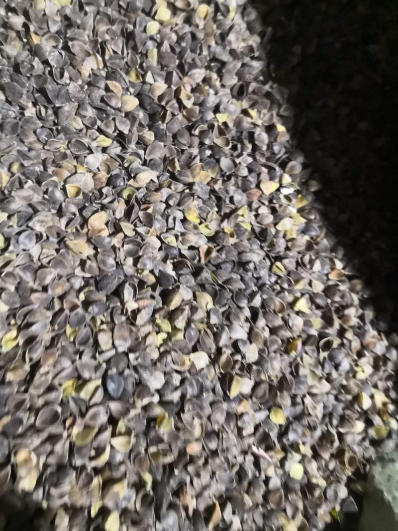 荞麦皮荞麦壳可以枕芯