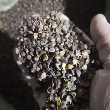 荞麦皮荞麦壳可以枕芯