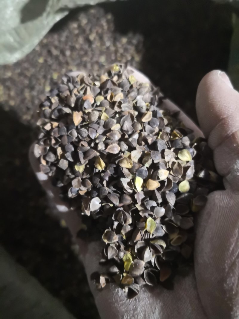荞麦皮荞麦壳可以枕芯