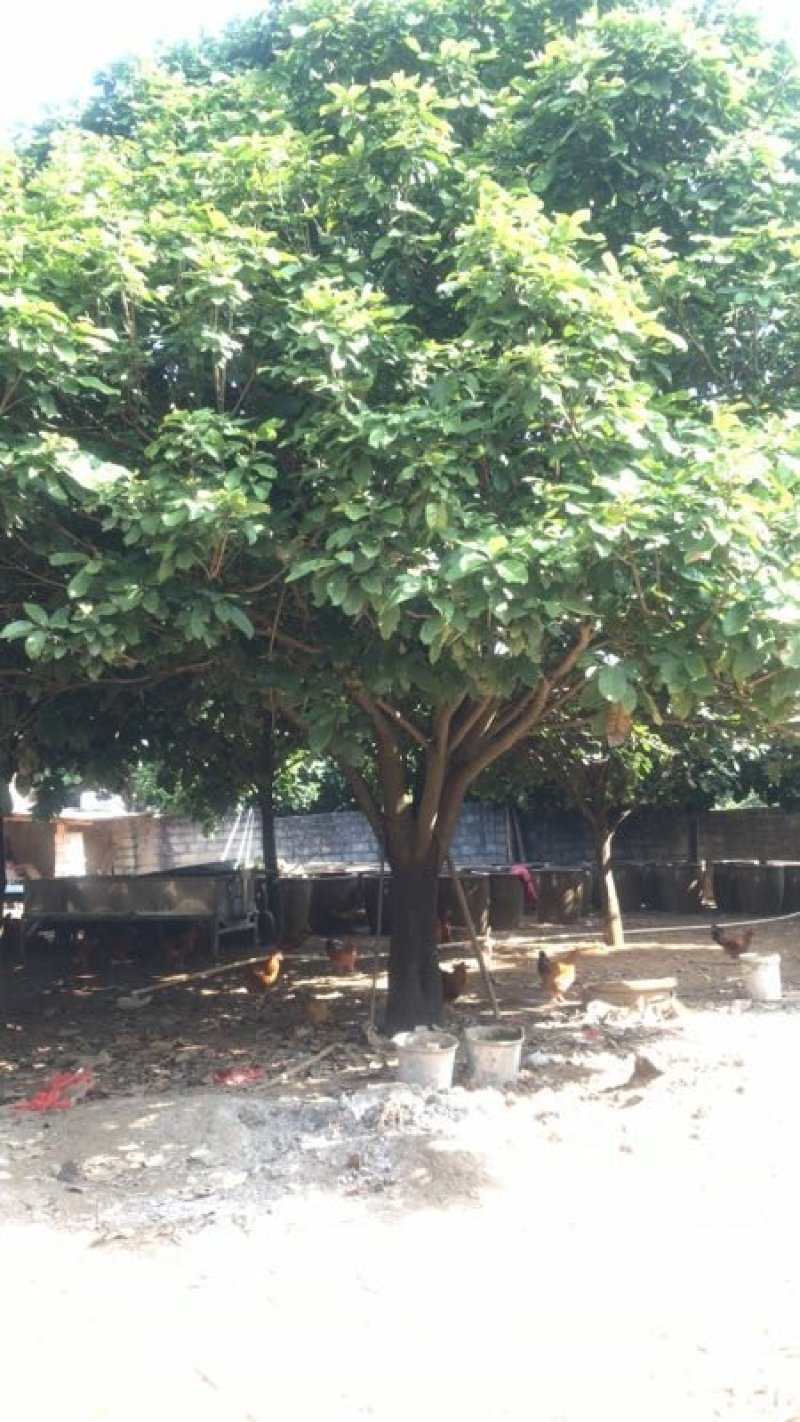平婆