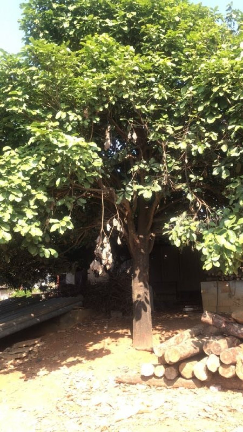 平婆