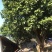 平婆