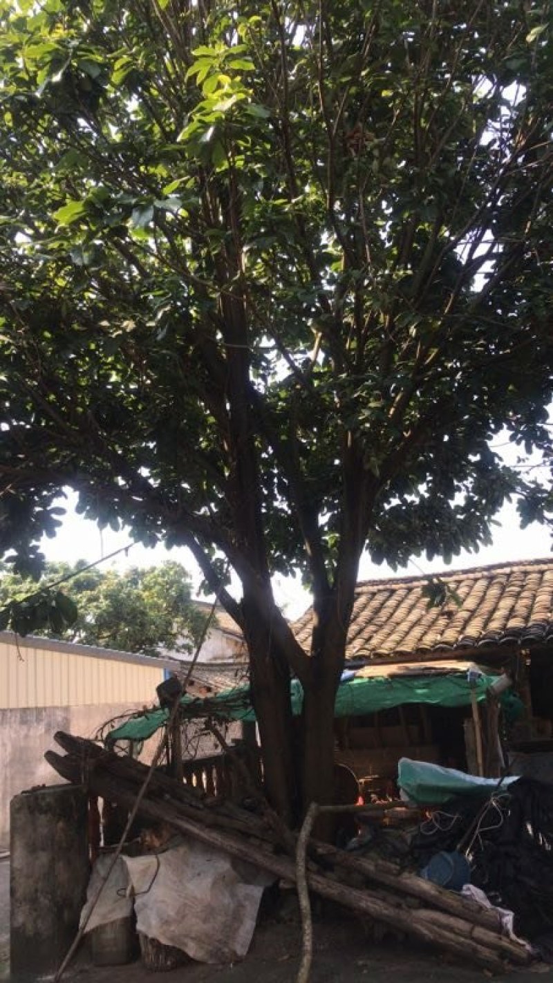 平婆