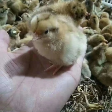 鸡苗
