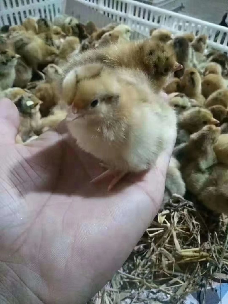 鸡苗