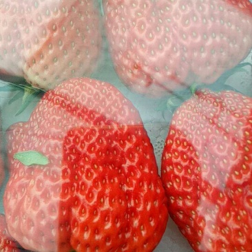 红颜草莓