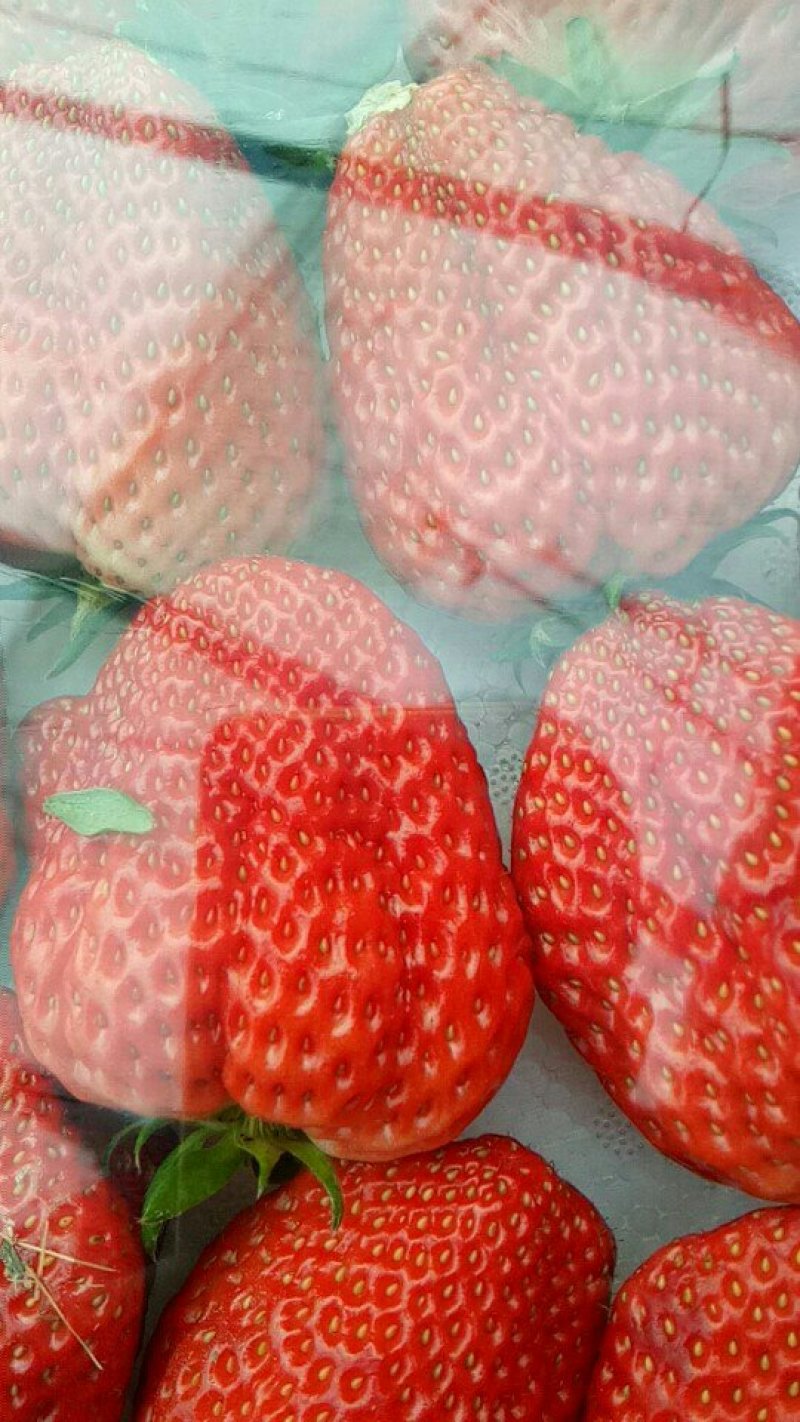 红颜草莓