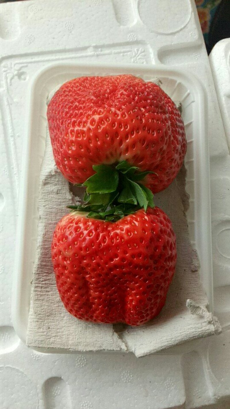 红颜草莓