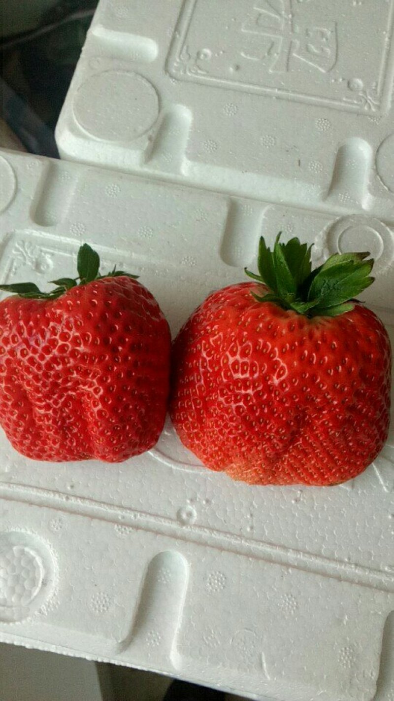 红颜草莓