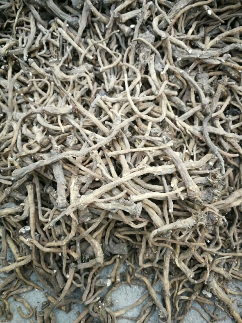 公英根