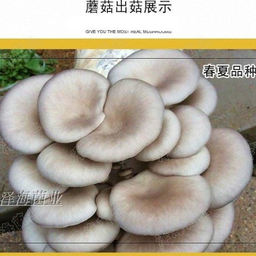 平菇菌包菌棒出菇棒
