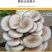 平菇菌包菌棒出菇棒