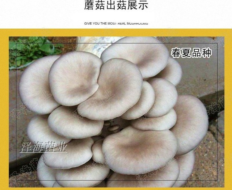 平菇菌包菌棒出菇棒