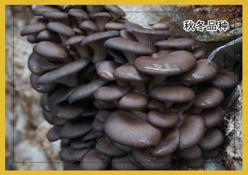 平菇菌包菌棒出菇棒