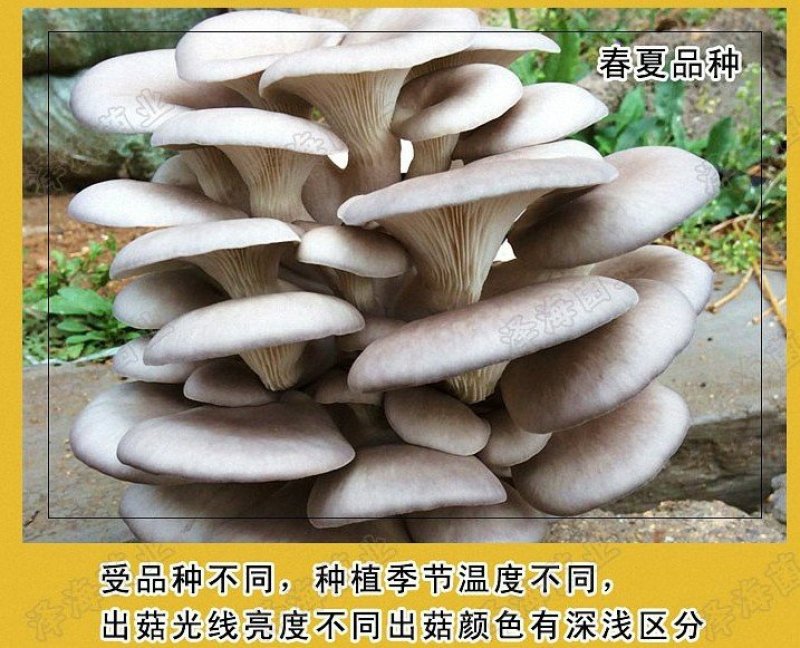 平菇菌包菌棒出菇棒
