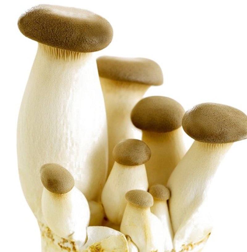 杏鲍菇菌包菌棒出菇棒