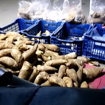 冬笋大量供应
