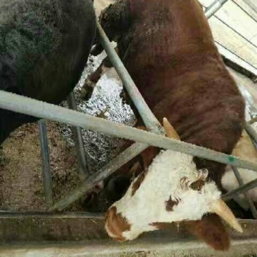 西门塔尔牛牛犊怀孕母牛种公牛母牛犊全国包运