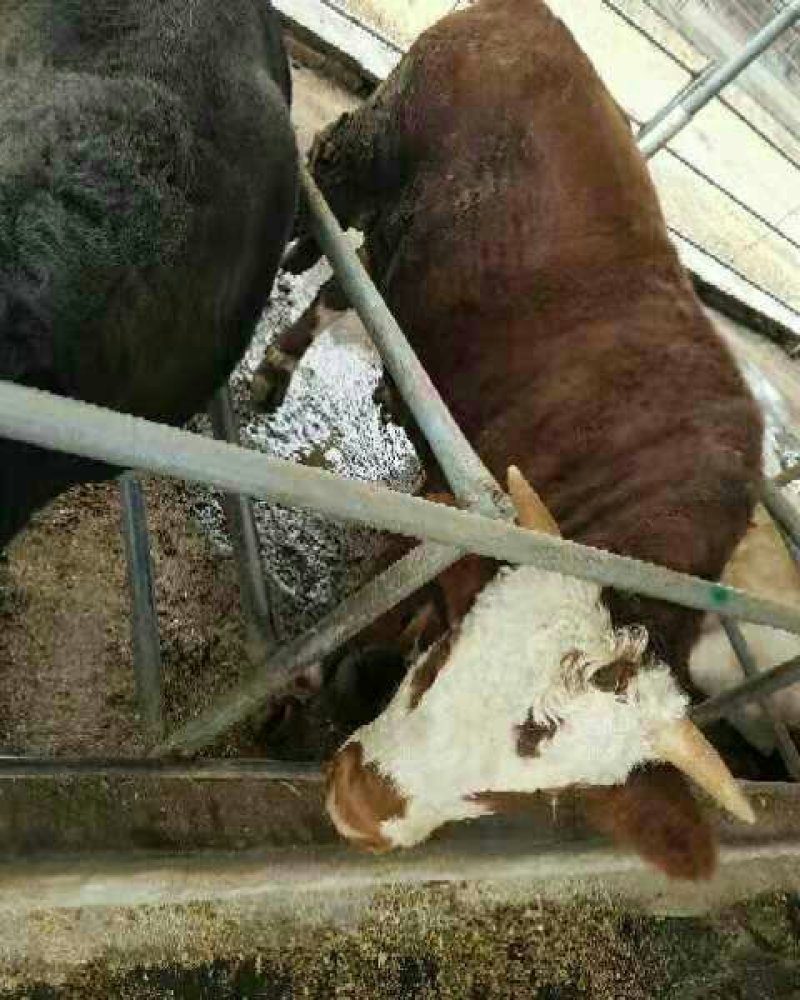 西门塔尔牛牛犊怀孕母牛种公牛母牛犊全国包运