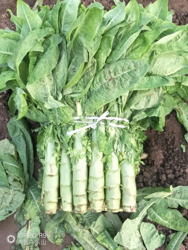 莴笋三青皮莴笋一手货源视频看货量大从优以质论价