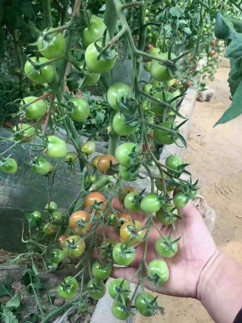 西红柿苗抗病高产耐运输