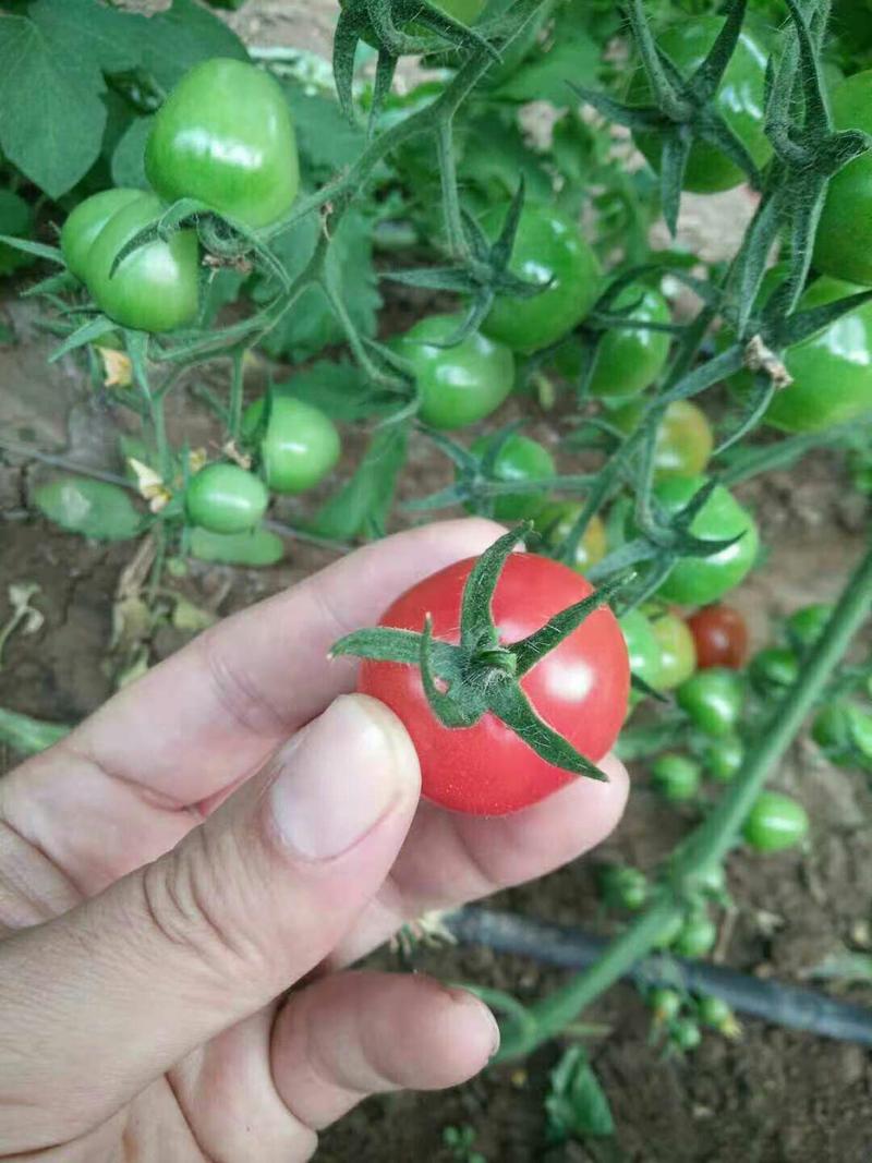 西红柿苗抗病高产耐运输