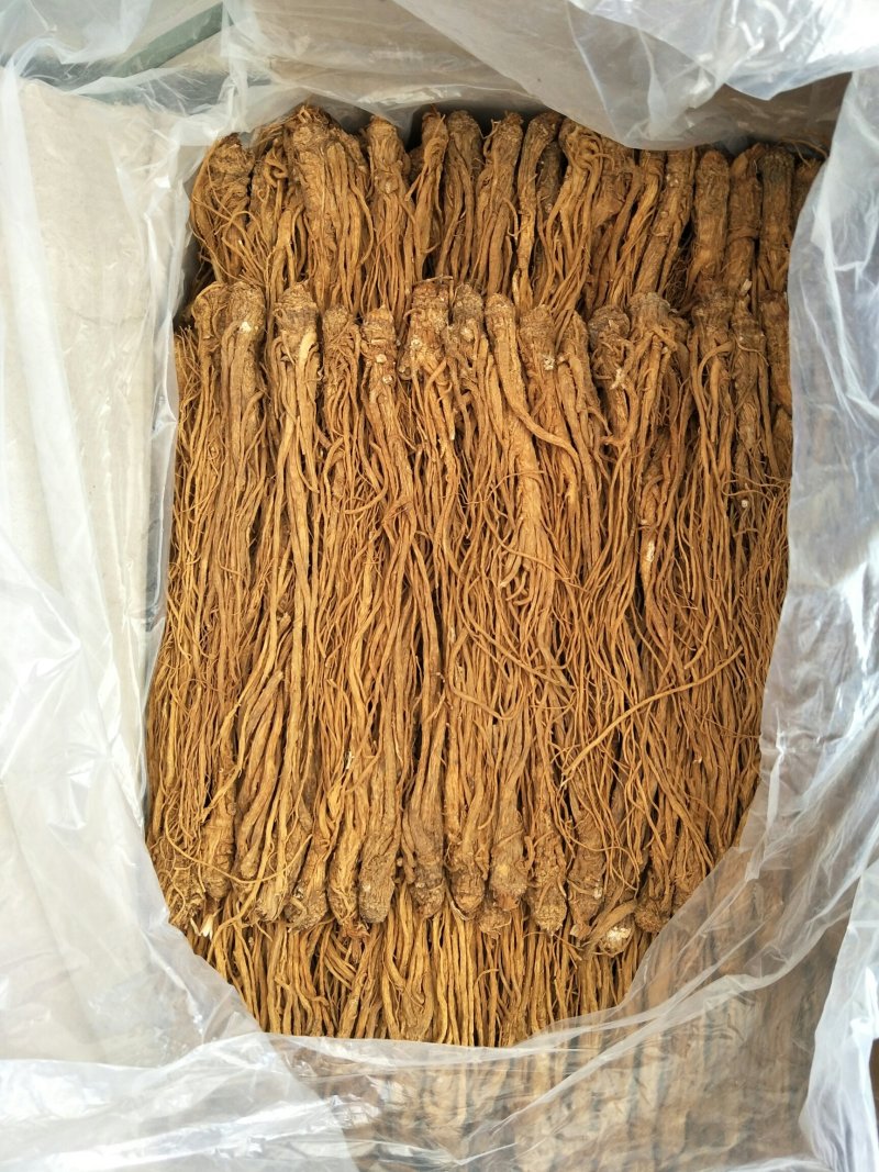 甘肃岷归，水洗黄当归刚加工完，颜色亮，质量好，产地直发