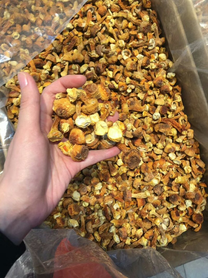 姬松茸，最新靓货，一斤包邮