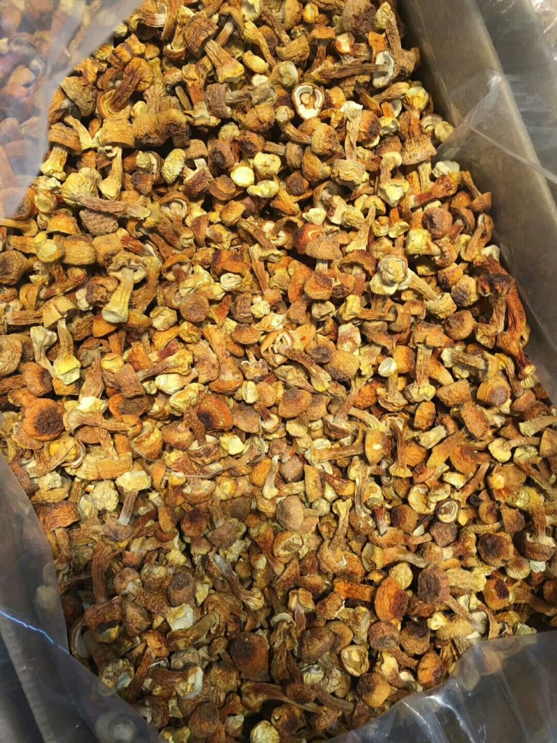姬松茸，最新靓货，一斤包邮