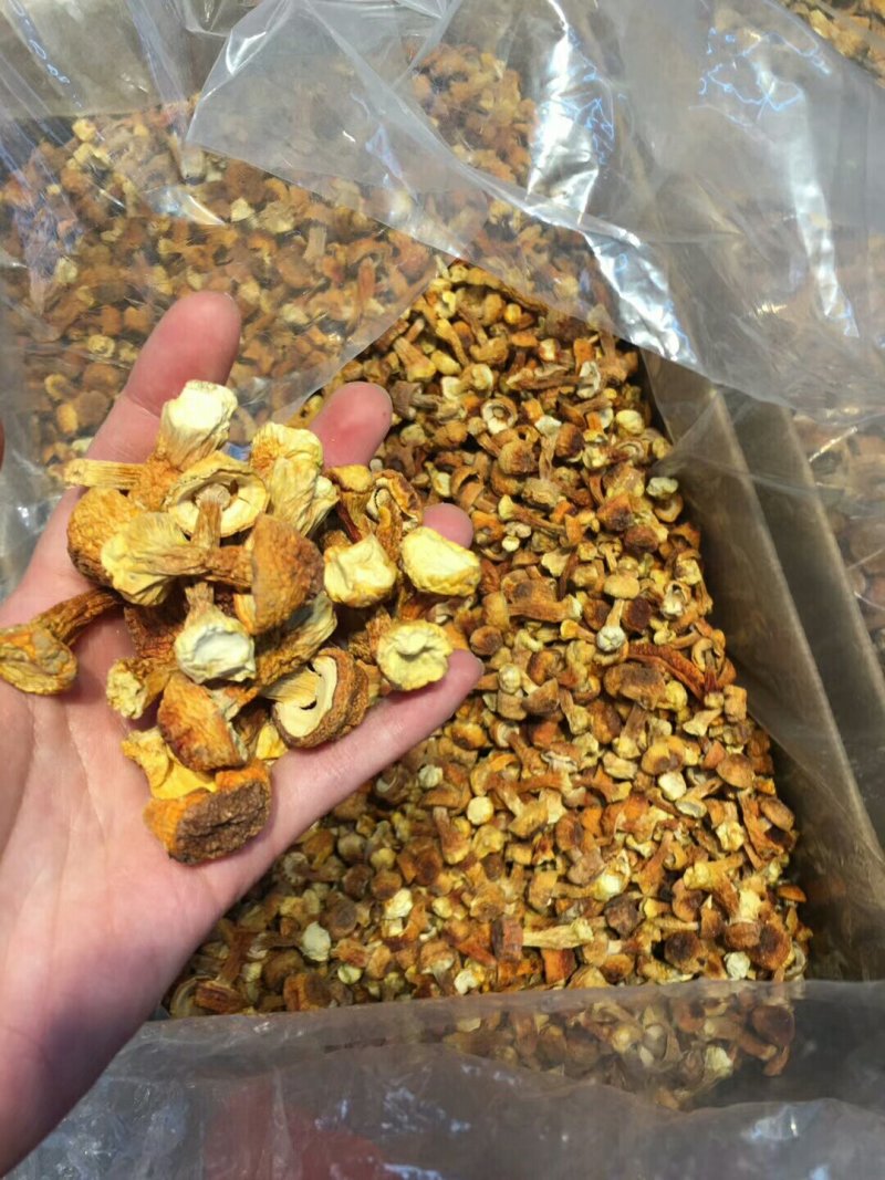 姬松茸，最新靓货，一斤包邮