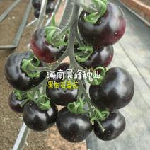 黑宝石番茄种子，黑的番茄品种，颜色十分独特漂亮口感好