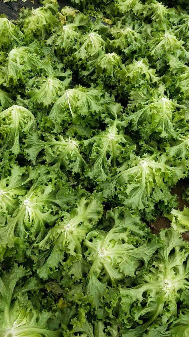 精品生菜大量上市，，，