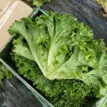 精品生菜大量上市，，，